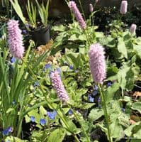 Persicaria bistorta superba 3L