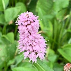 Persicaria bistorta superba 3L