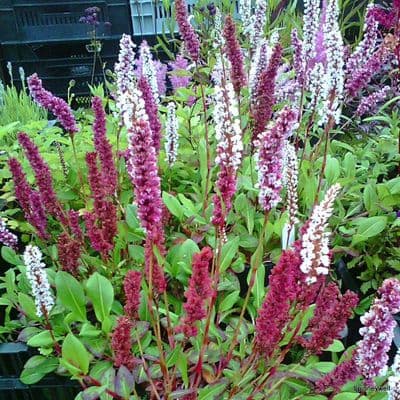 Persicaria 'Darjeeling Red'  2L