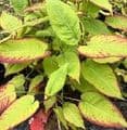 Persicaria mic. 'Red Dragon'  2L