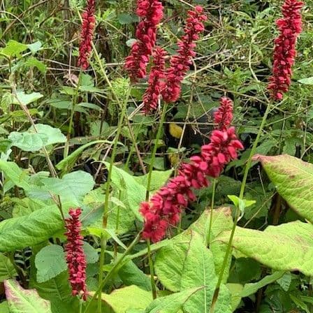 Persicaria mic. 'Red Dragon'  2L