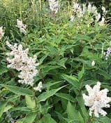 Persicaria polymorpha  syn. Persicaria alpina 10L