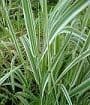 Phalaris arundinacea 'Picta'   4L