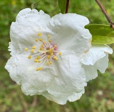 Philadelphus 'Beauclerk'  10L  looking good