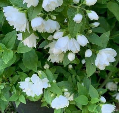 Philadelphus 'Manteau d'Hermine'  5L  40-60cm