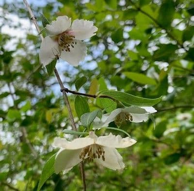 Philadelphus mexicanus 'Mexican Jewel'  7.5L  SOLD OUT
