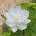 Philadelphus 'Pearls of Perfume'  10L  ONE ONLY