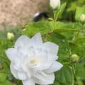 Philadelphus 'Pearls of Perfume'  10L  ONE ONLY
