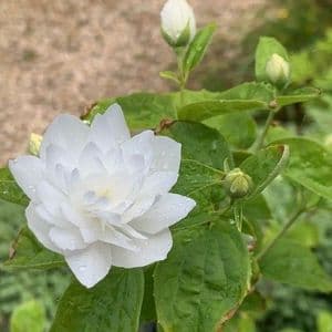 Philadelphus 'Pearls of Perfume'  10L  ONE ONLY