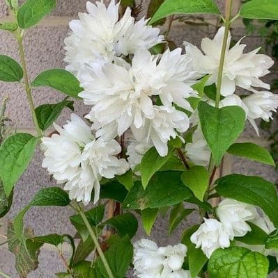 Philadelphus 'Snowbelle'  10L