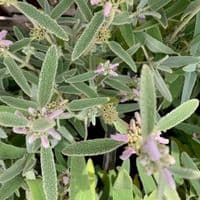 Phlomis italica  3L 30-40 cms