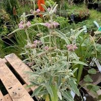 Phlomis italica  3L 30-40 cms