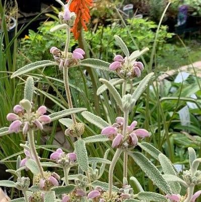 Phlomis italica  3L 30-40 cms