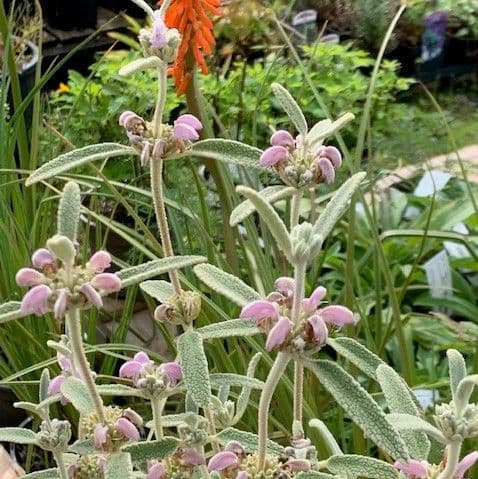 Phlomis italica  3L 30-40 cms