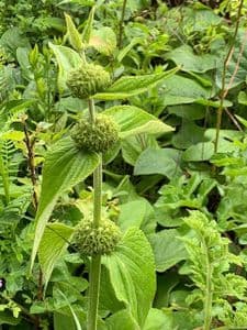 Phlomis russeliana  AGM   1L