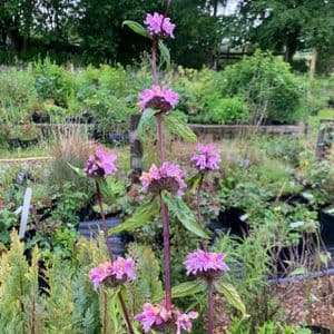 Phlomis tuberosum 'Amazon'  5L