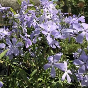 Phlox divaricatus 'Clouds of Perfume' **  1.5L