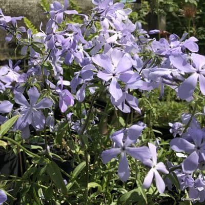 Phlox divaricatus 'Clouds of Perfume' **  1.5L  SOLD OUT
