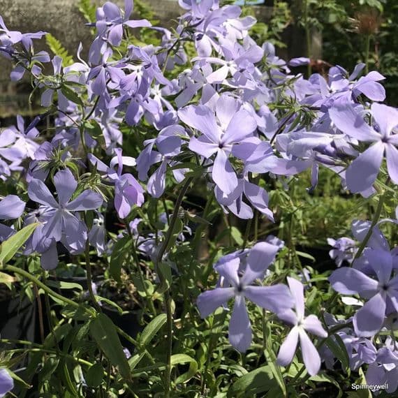 Phlox divaricatus 'Clouds of Perfume' **  1.5L  SOLD OUT