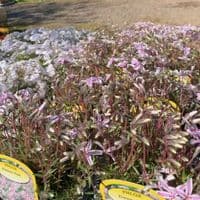 Phlox  'Kimono Pink'   1L