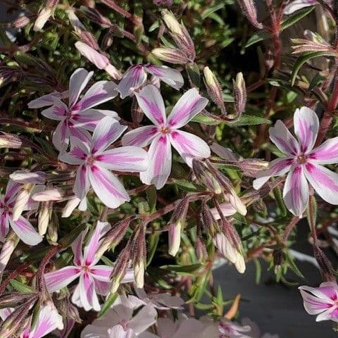 Phlox  'Kimono Pink'   1L
