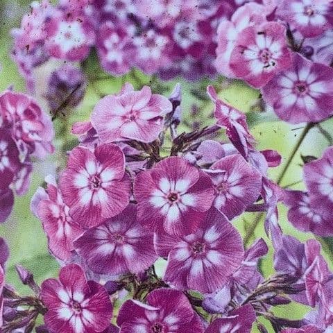 Phlox 'Laura' (paniculata)  3L