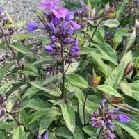 Phlox pan  'Blue Paradise'  2L