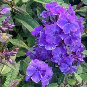 Phlox pan  'Blue Paradise'  2L