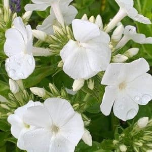 Phlox pan. 'Peacock White'  9cm