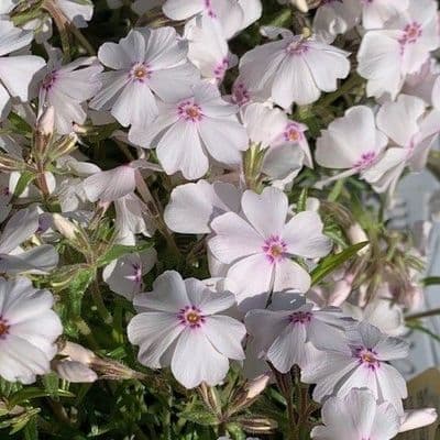 Phlox subulata 'Amazing Grace'  1L