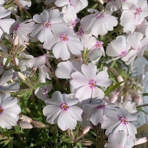 Phlox subulata 'Amazing Grace'  1L