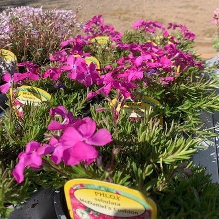 Phlox subulata 'McDaniel's  Cushion' AGM 1L