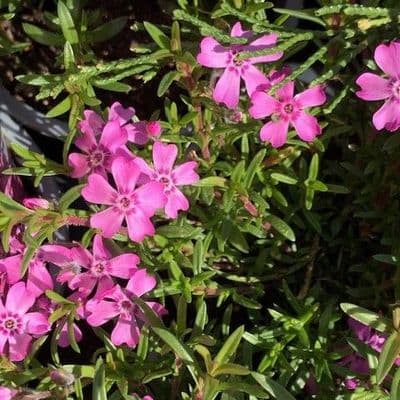 Phlox  'Zwergenteppich'  9cm