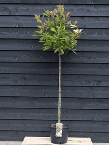 Photinia 'Red Robin'  half standard  15L COLLECTION ONLY