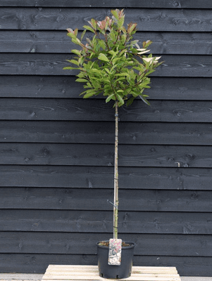 Photinia 'Red Robin'  half standard  15L COLLECTION ONLY