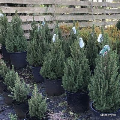 Picea glauca 'Conica'   20L