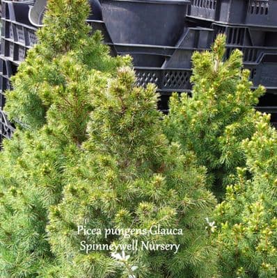 Picea pungens glauca Conica 15   80-100cmsL