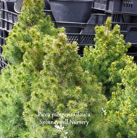 Picea pungens glauca Conica 15   80-100cmsL