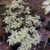 Pittosporum eugenoides Variegata  25L  SOLD OUT