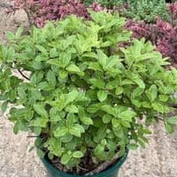 Pittosporum 'Golf Ball'  3L
