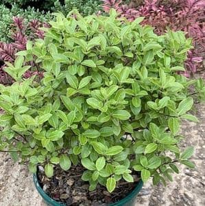 Pittosporum 'Golf Ball'  3L