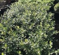 Pittosporum  'Pom Pom'  10L FRESH STOCK