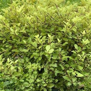 Pittosporum  'Pom Pom'  10L FRESH STOCK