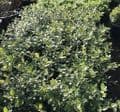 Pittosporum  'Pom Pom'  5L