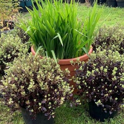 Pittosporum ten. 'Tom Thumb'  10L