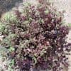 Pittosporum ten. 'Tom Thumb'  5L