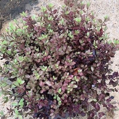 Pittosporum ten. 'Tom Thumb'  5L