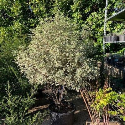 Pittosporum tenuifolium 'Variegata'  25L 1-1.2m COLLECTION ONLY
