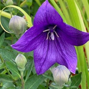 Platycodon grandiflora   2L