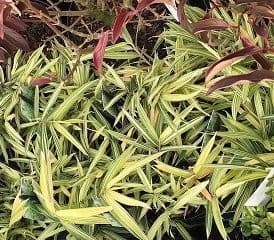 Pleioblastus Variegatus  3L